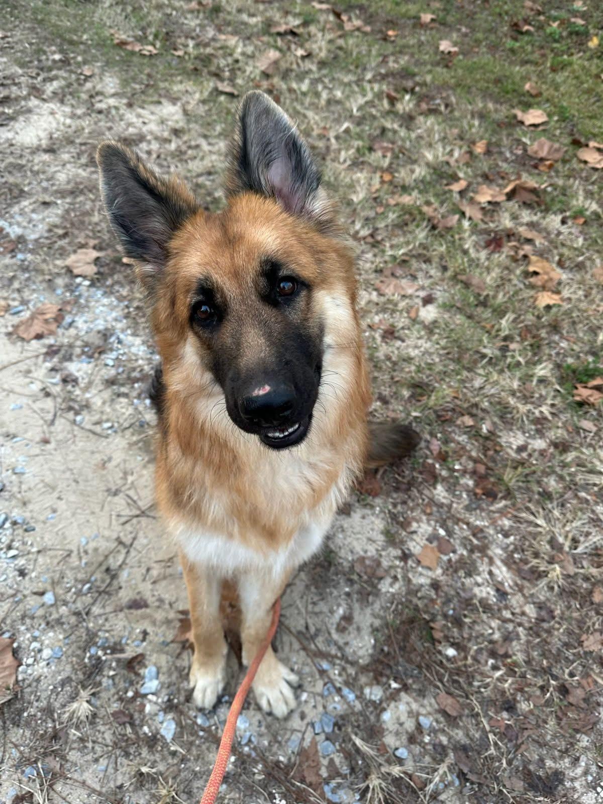 Enlarge Cassidy, a ADOPTABLE German Shepherd Dog in Clermont, FL image 3/3