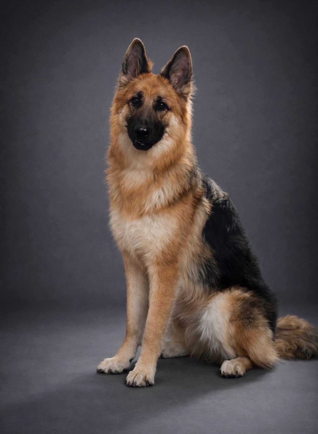 Enlarge Cassidy, a ADOPTABLE German Shepherd Dog in Clermont, FL image 1/3