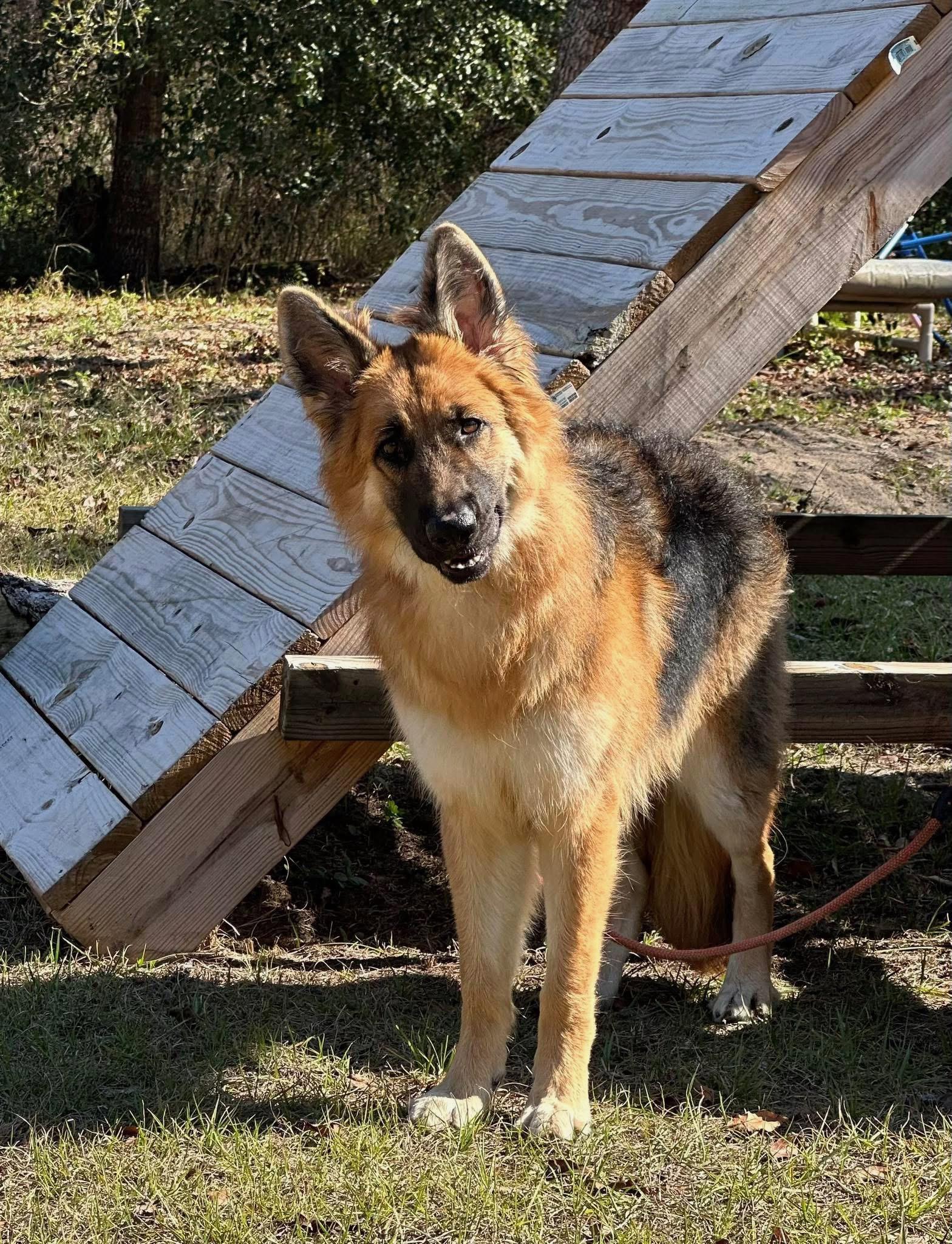 Enlarge Cassidy, a ADOPTABLE German Shepherd Dog in Clermont, FL image 2/3