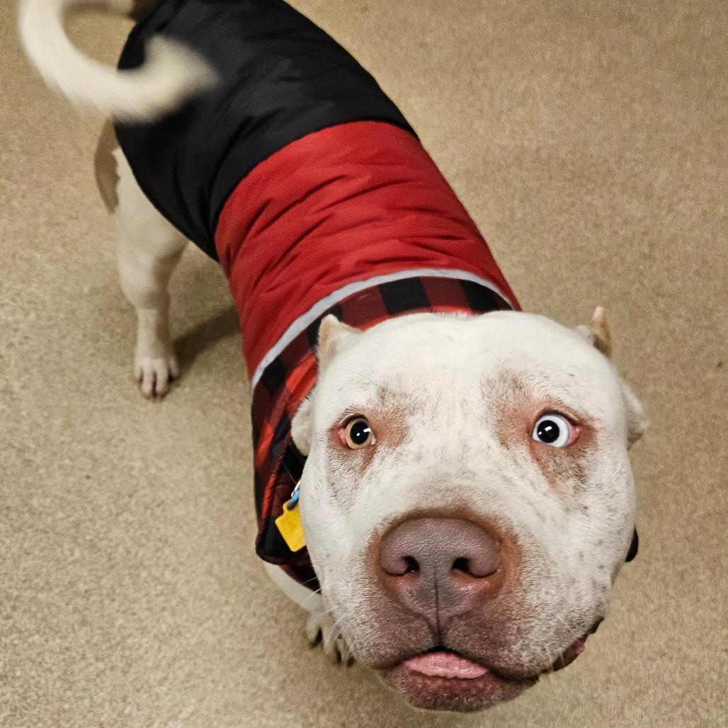 Thanos, Adoptable, Adult Male Pit Bull Terrier.