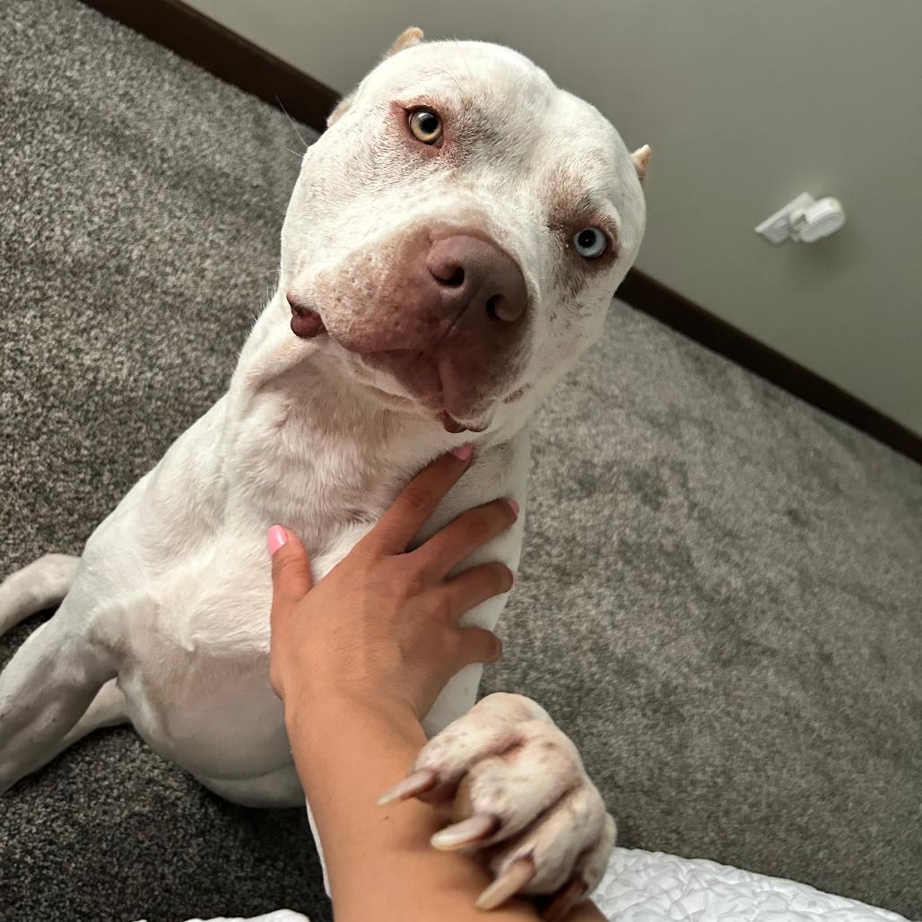 Enlarge Thanos, a Adoptable Pit Bull Terrier in Bristol, IN image 2/2