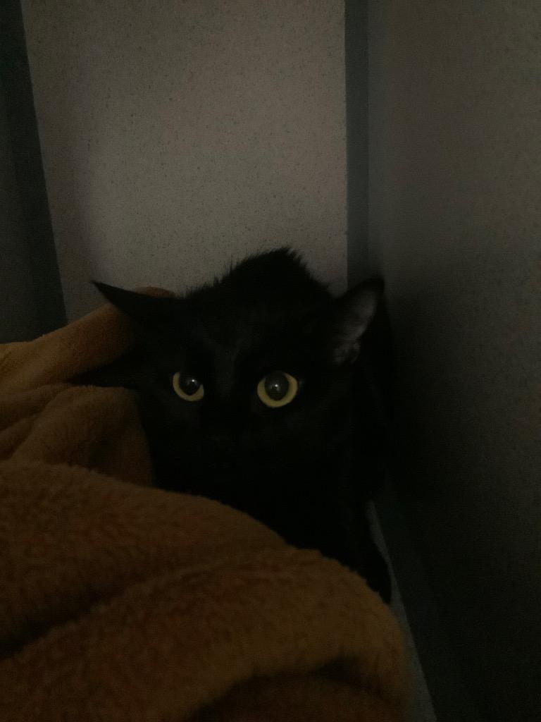 Enlarge Sana, a Adopted mixed breed in Liverpool, NY image 2/2