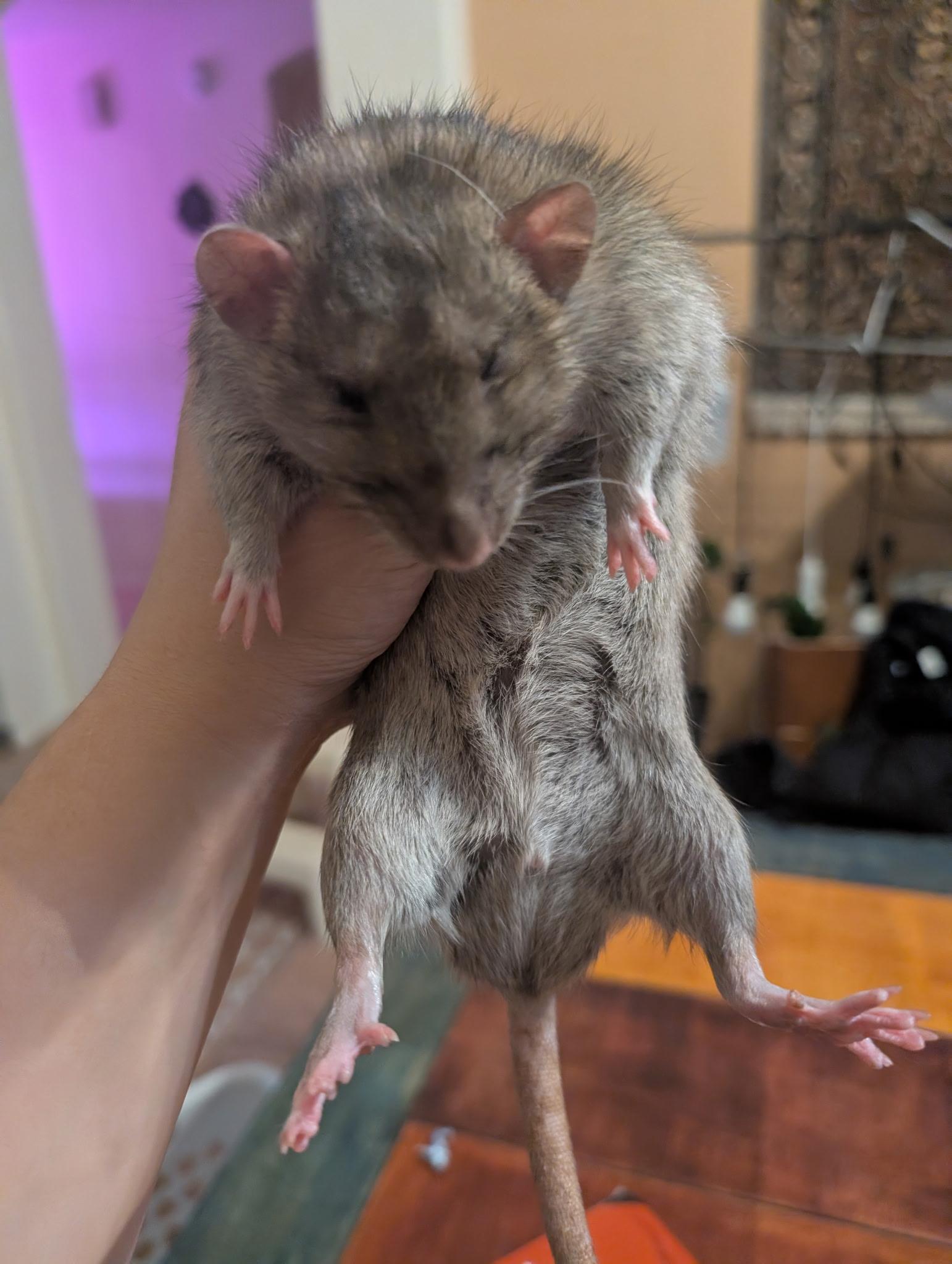 Enlarge Kiwi and Jay, a ADOPTABLE Rat in Scottsdale, AZ image 1/2