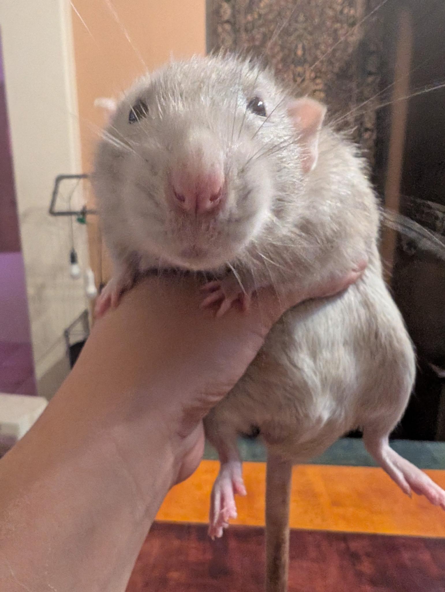 Enlarge Kiwi and Jay, a ADOPTABLE Rat in Scottsdale, AZ image 2/2