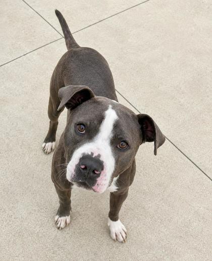 Gary 368-26, Adoptable, Young Male Pit Bull Terrier & Mixed Breed.