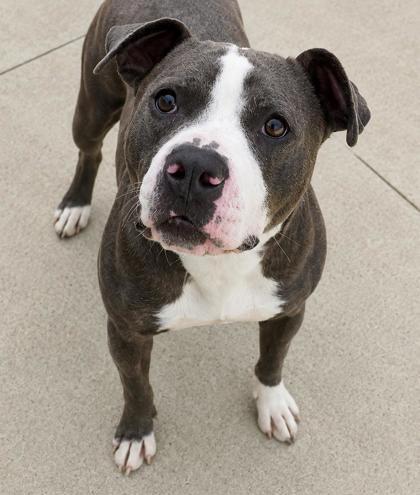 Gary 368-26, a Adoptable mixed breed in Cumming, GA image 2/2