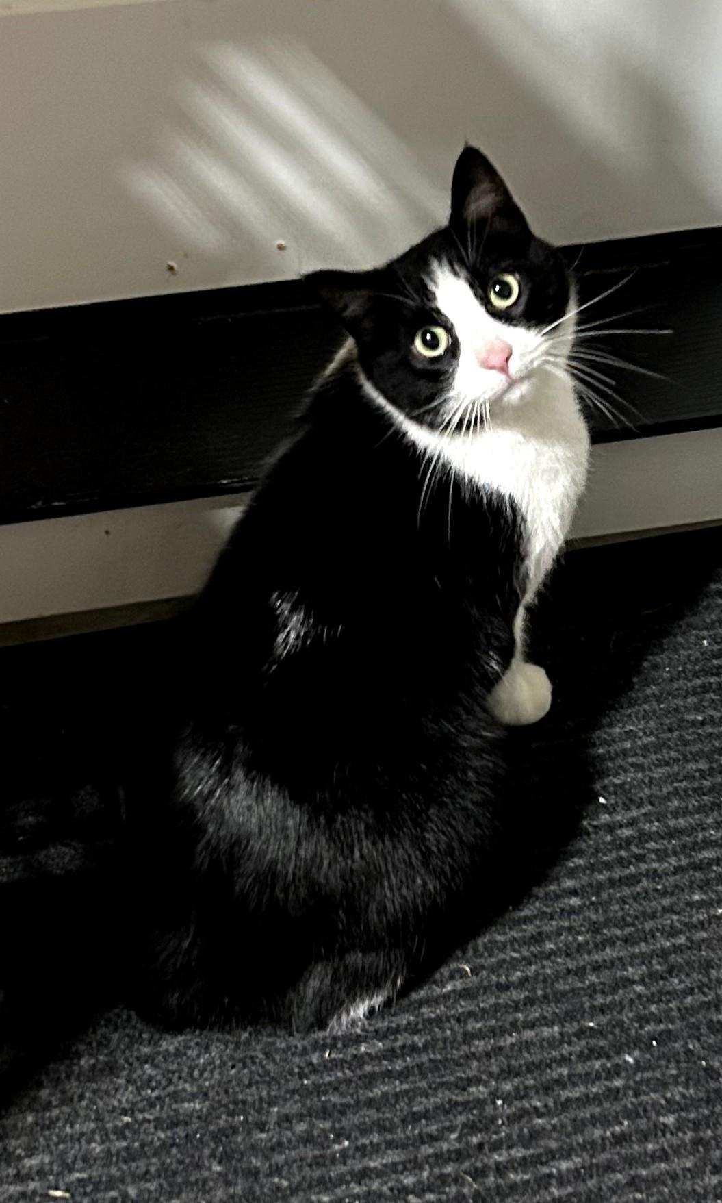 Enlarge Timmy, a ADOPTABLE mixed breed in Gladstone, OR image 3/4