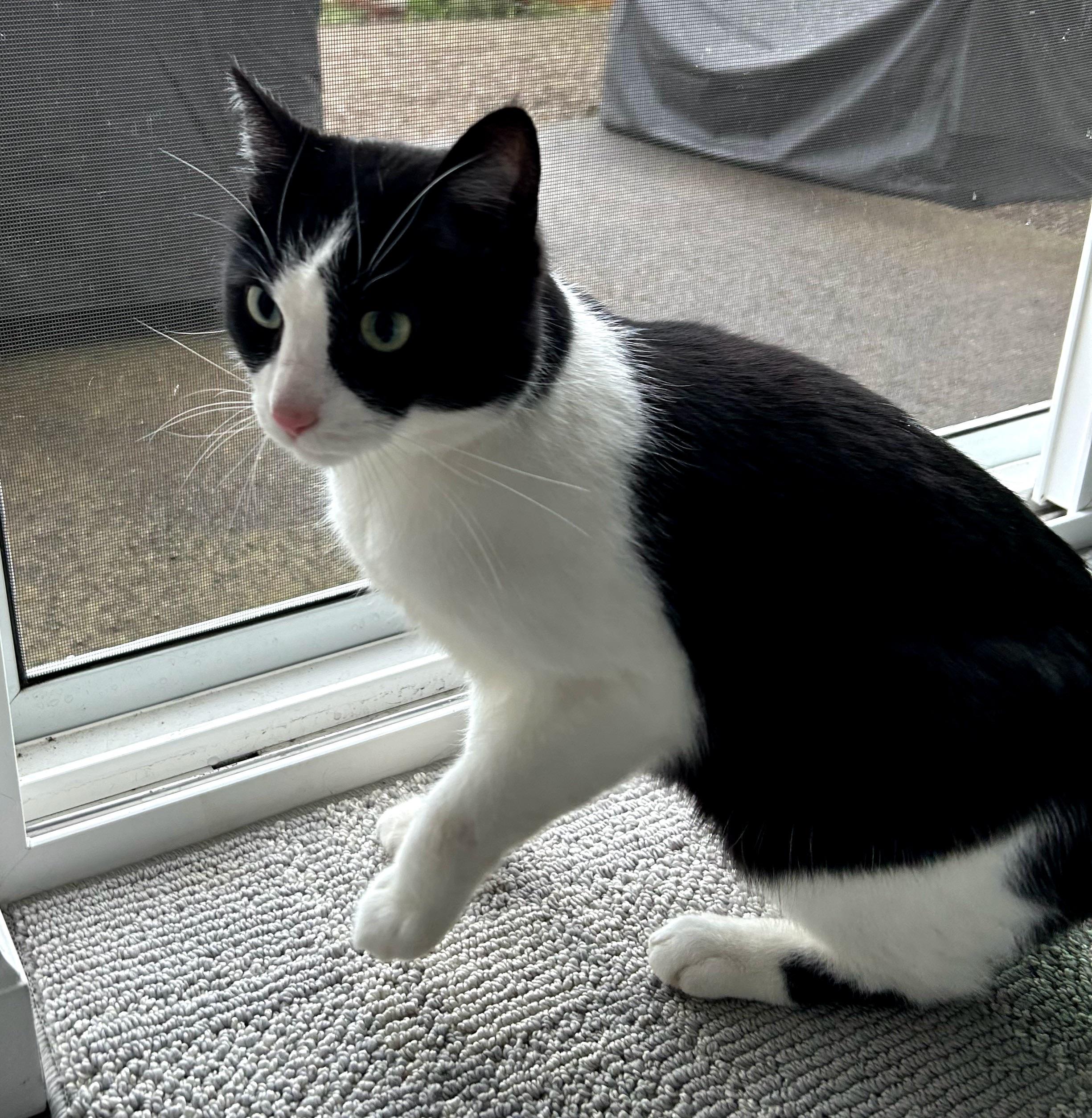 Timmy, ADOPTABLE, Adult Male Tuxedo & Domestic Short Hair.
