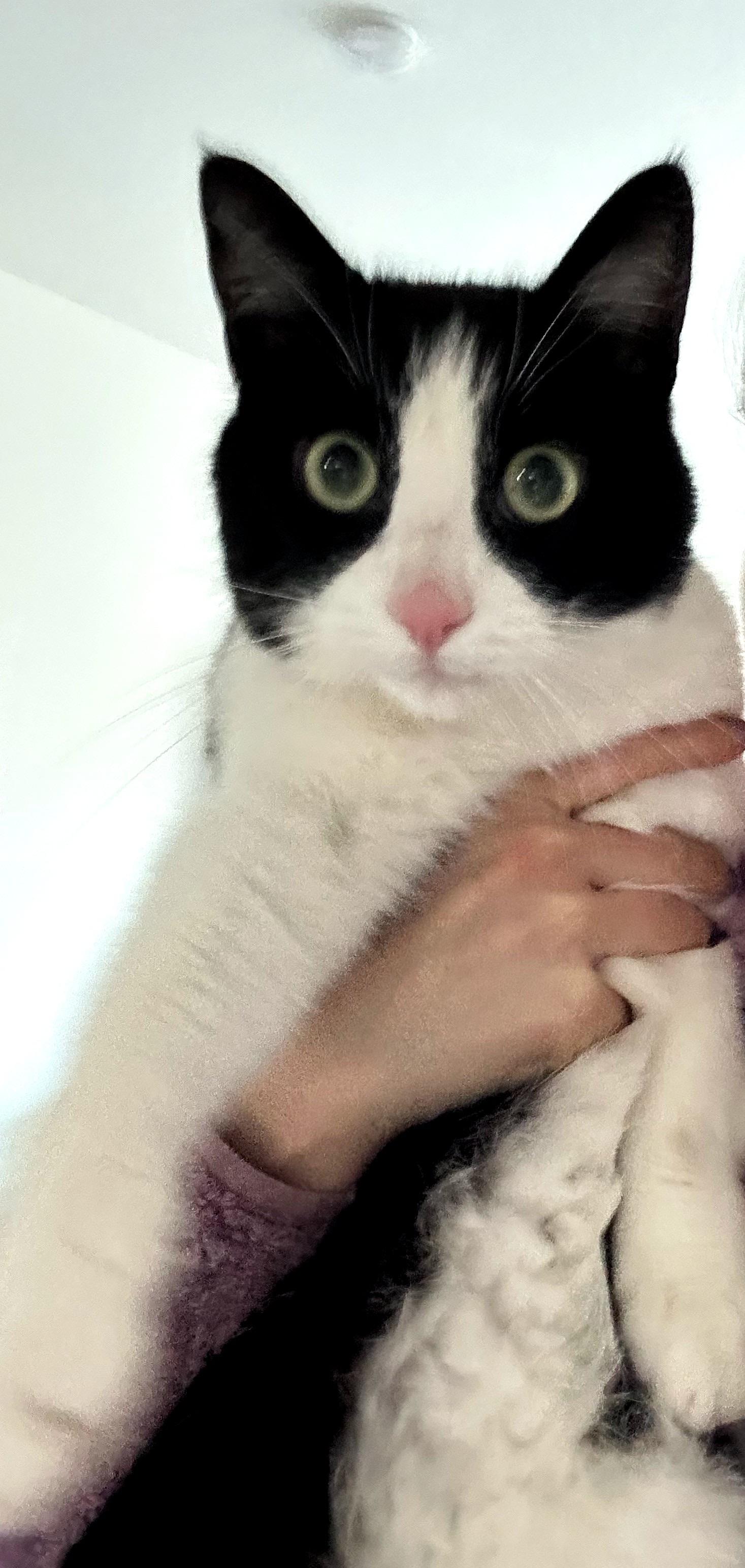 Enlarge Timmy, a ADOPTABLE mixed breed in Gladstone, OR image 4/4
