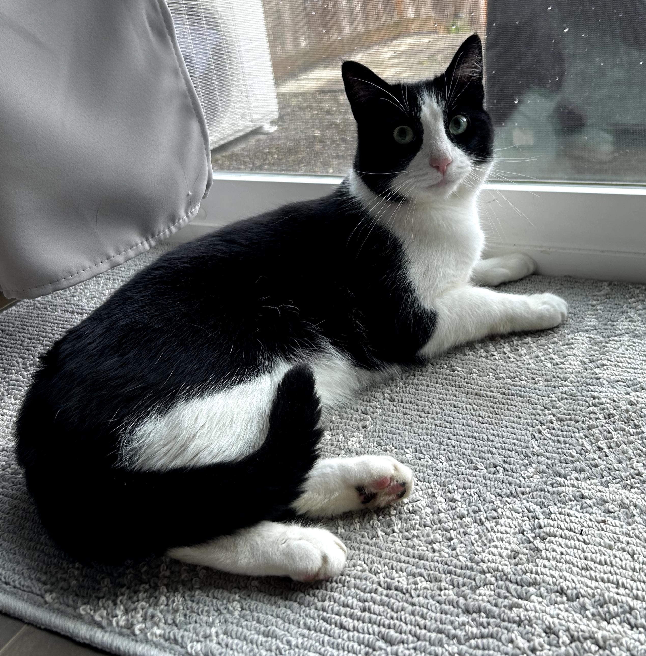 Enlarge Timmy, a ADOPTABLE mixed breed in Gladstone, OR image 2/4
