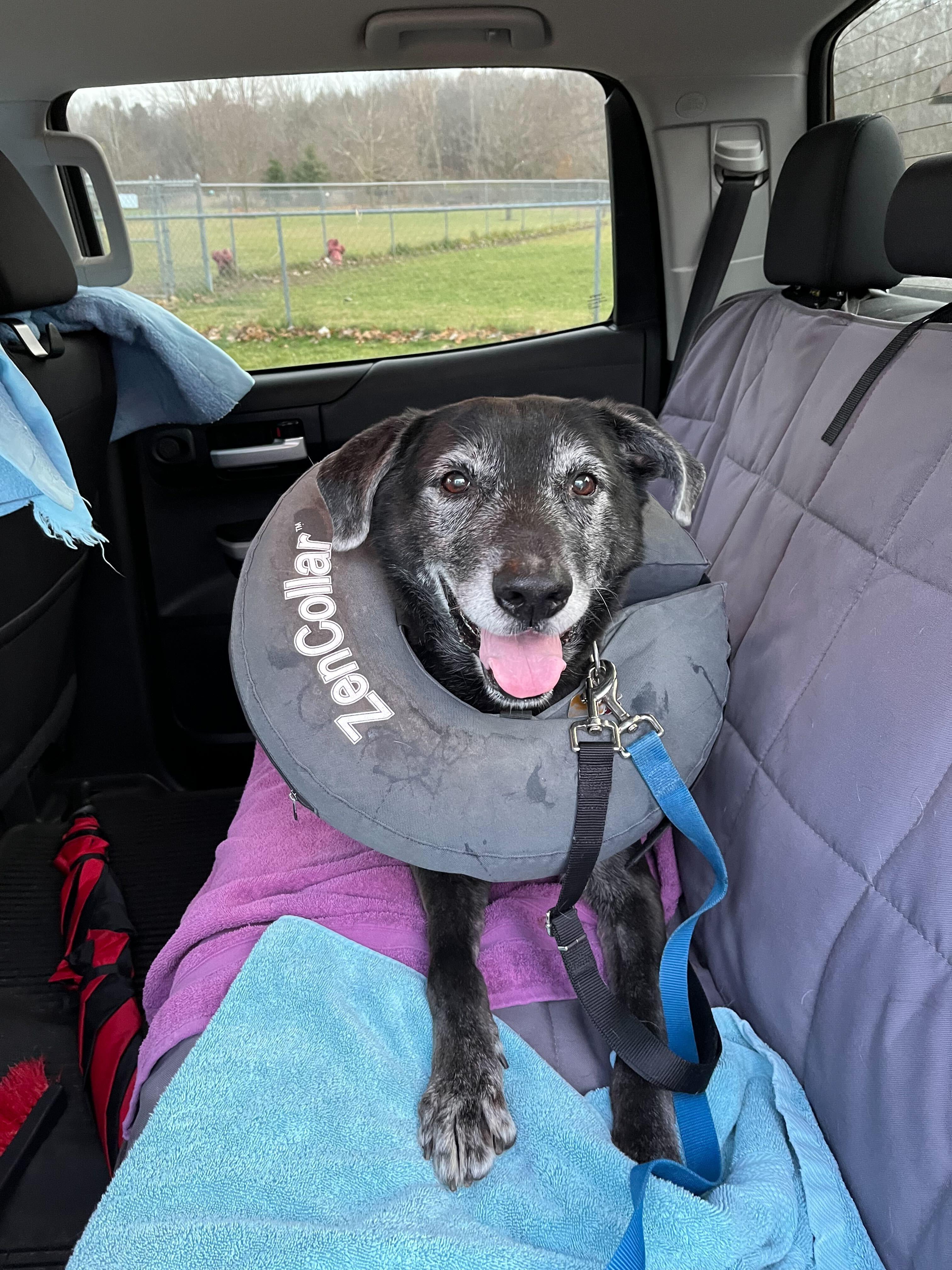 Enlarge Rex, a ADOPTABLE Labrador Retriever in Jackson, MI image 3/3