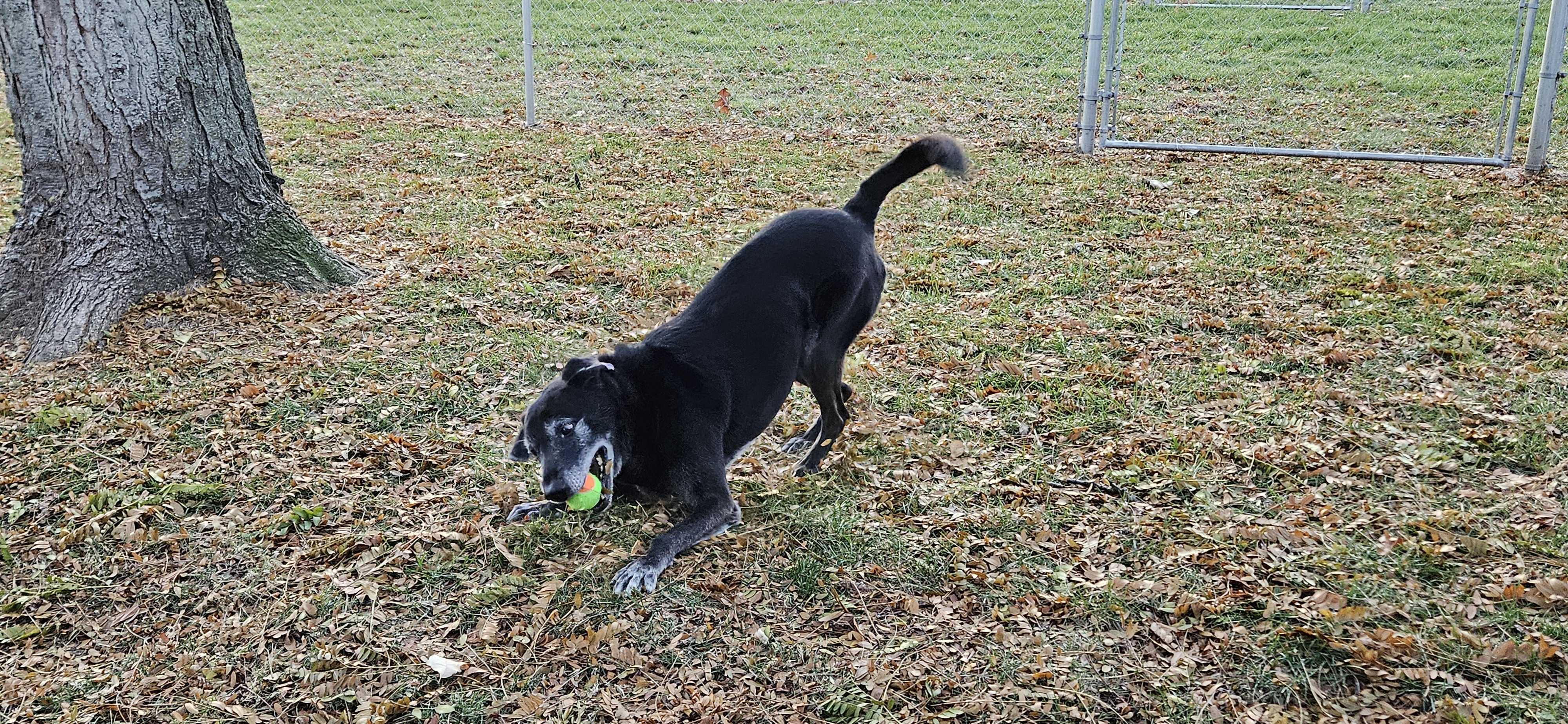 Enlarge Rex, a ADOPTABLE Labrador Retriever in Jackson, MI image 2/3