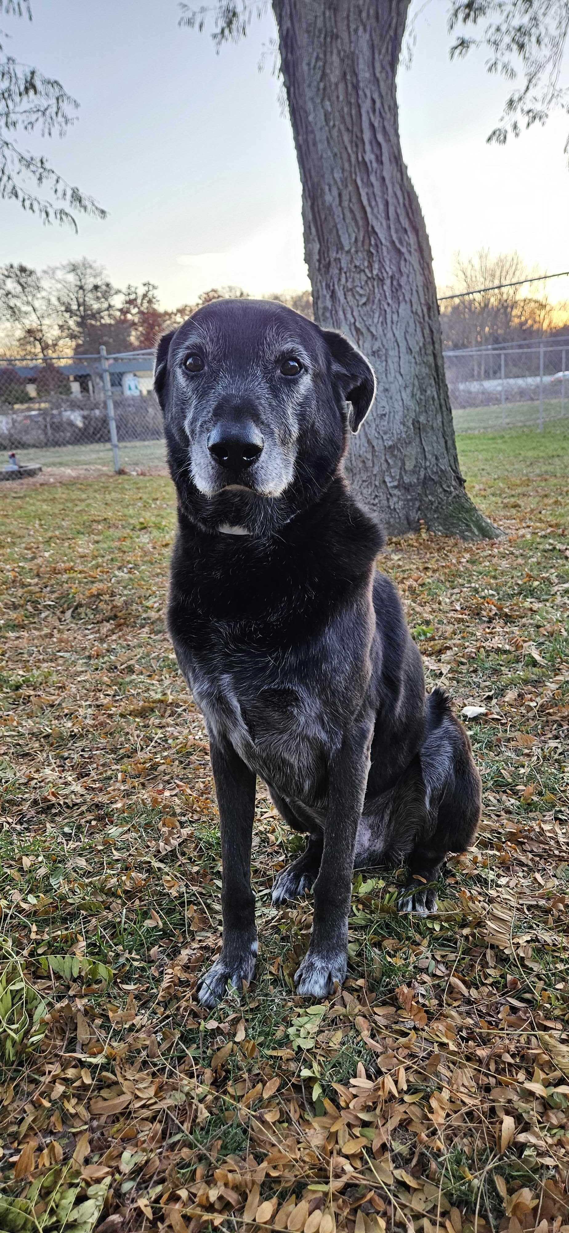 Rex, ADOPTABLE, Senior Male Labrador Retriever.