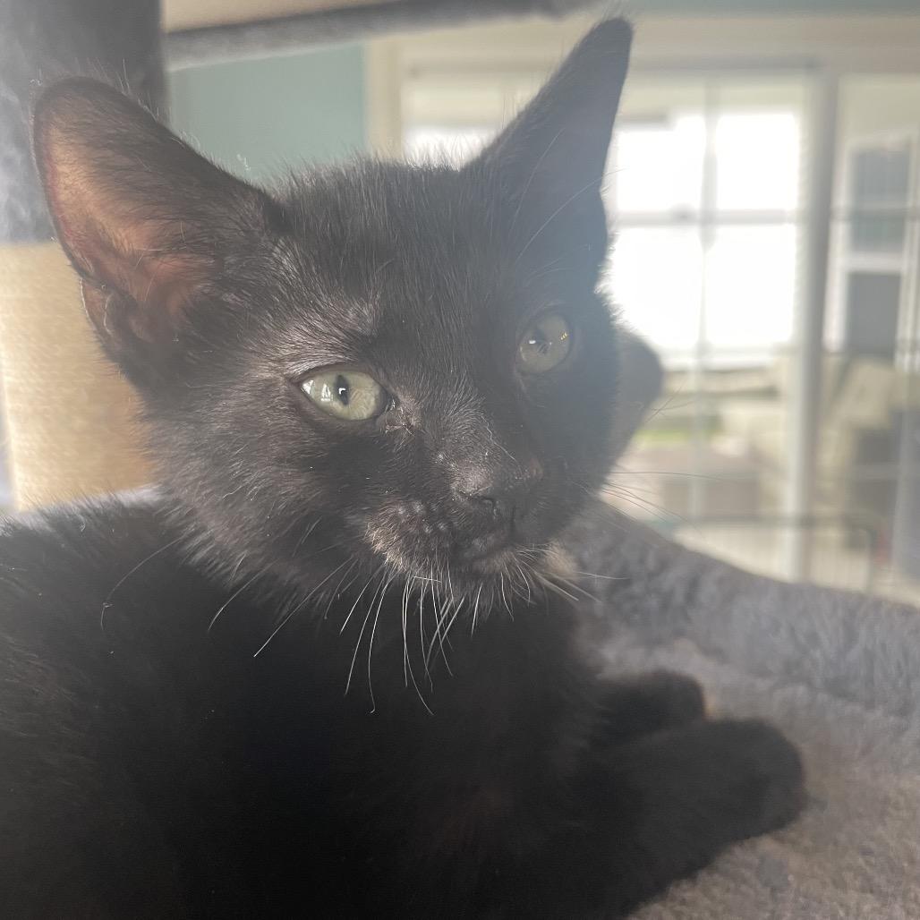 Jack, Adoptable, Kitten Male Domestic Short Hair.