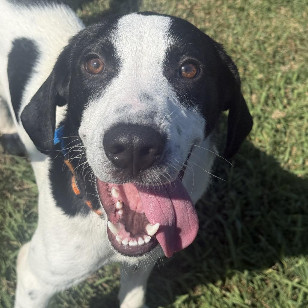 Snoopy, Adopted, Young Male Hound.