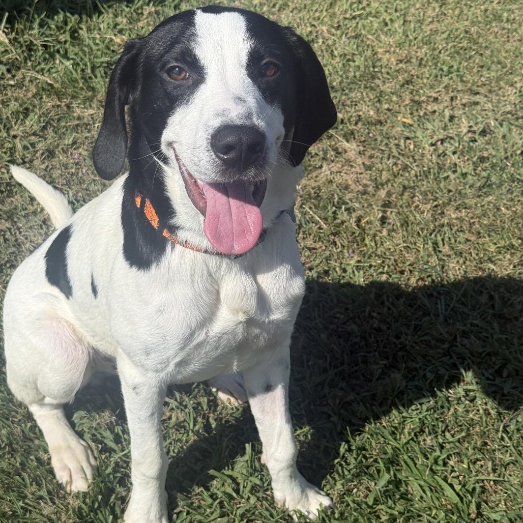 Enlarge Snoopy, a Adopted Hound in Chesapeake, VA image 2/3