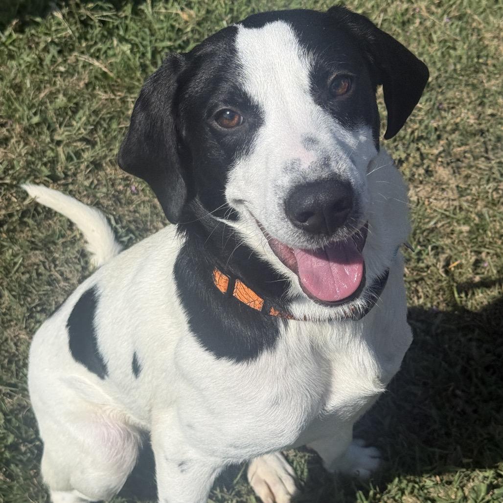 Enlarge Snoopy, a Adopted Hound in Chesapeake, VA image 3/3