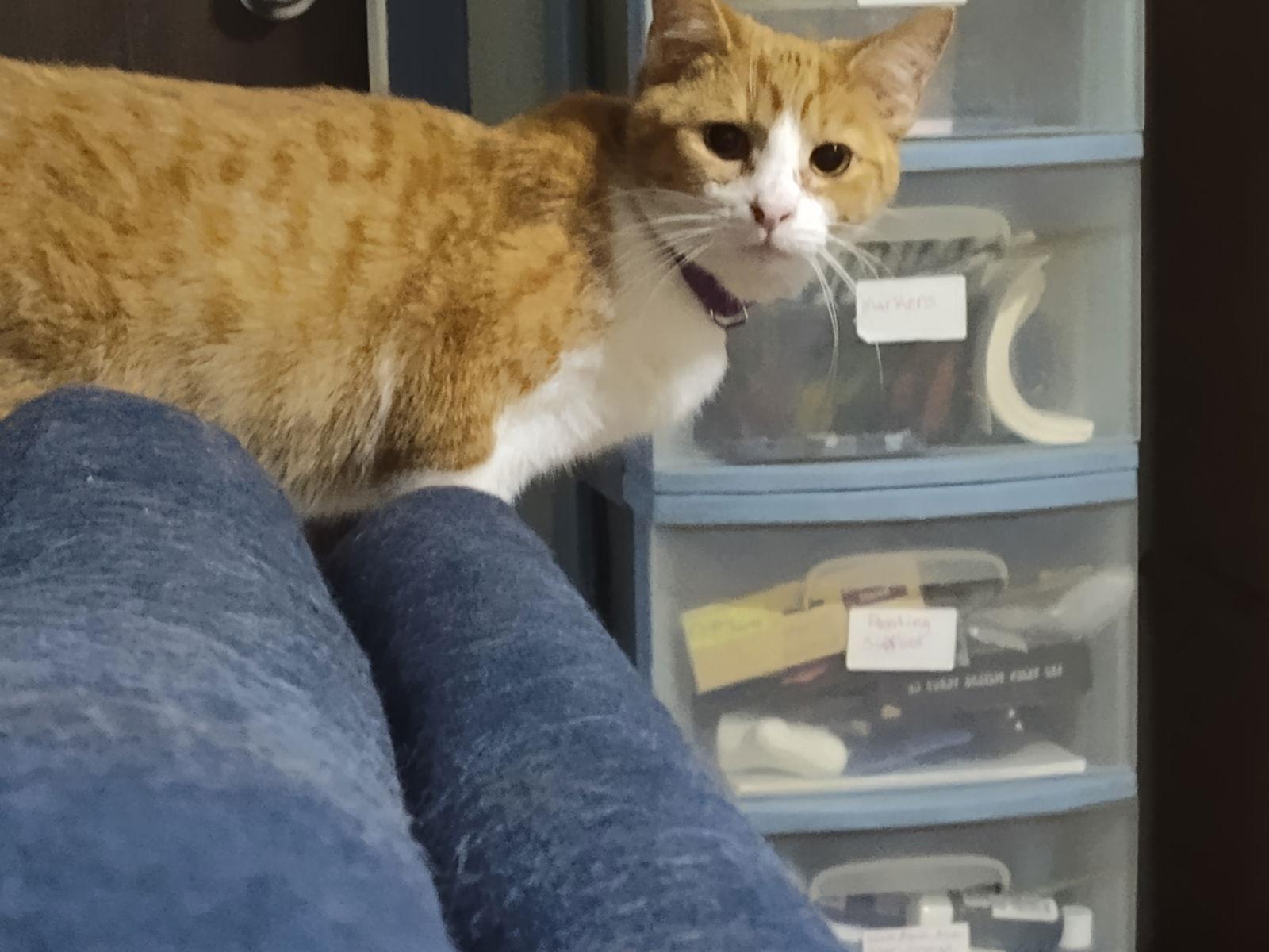 Copper, Adoptable, Young Male Domestic Short Hair.