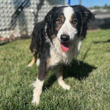 Duke