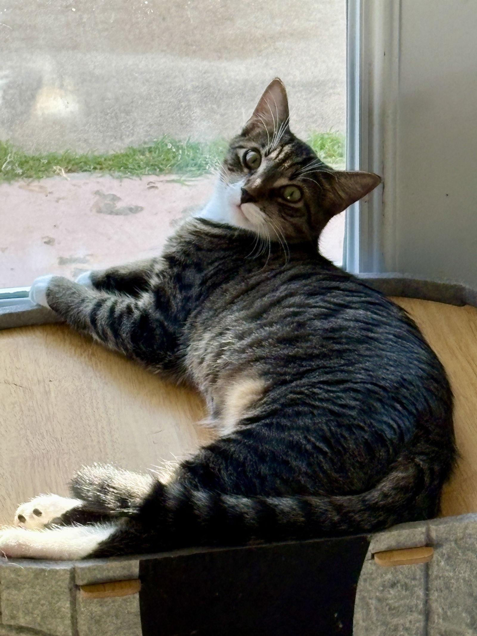 Curry, Adoptable, Young Male Domestic Short Hair.