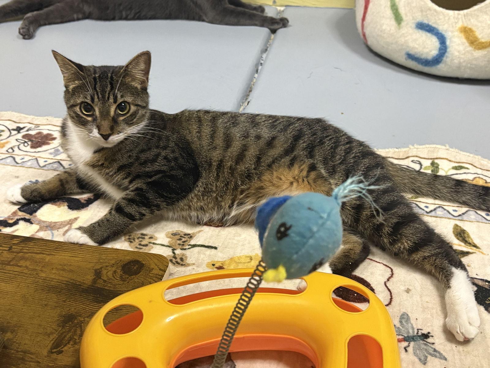 Curry, a Adoptable mixed breed in Phoenix, AZ image 1/3