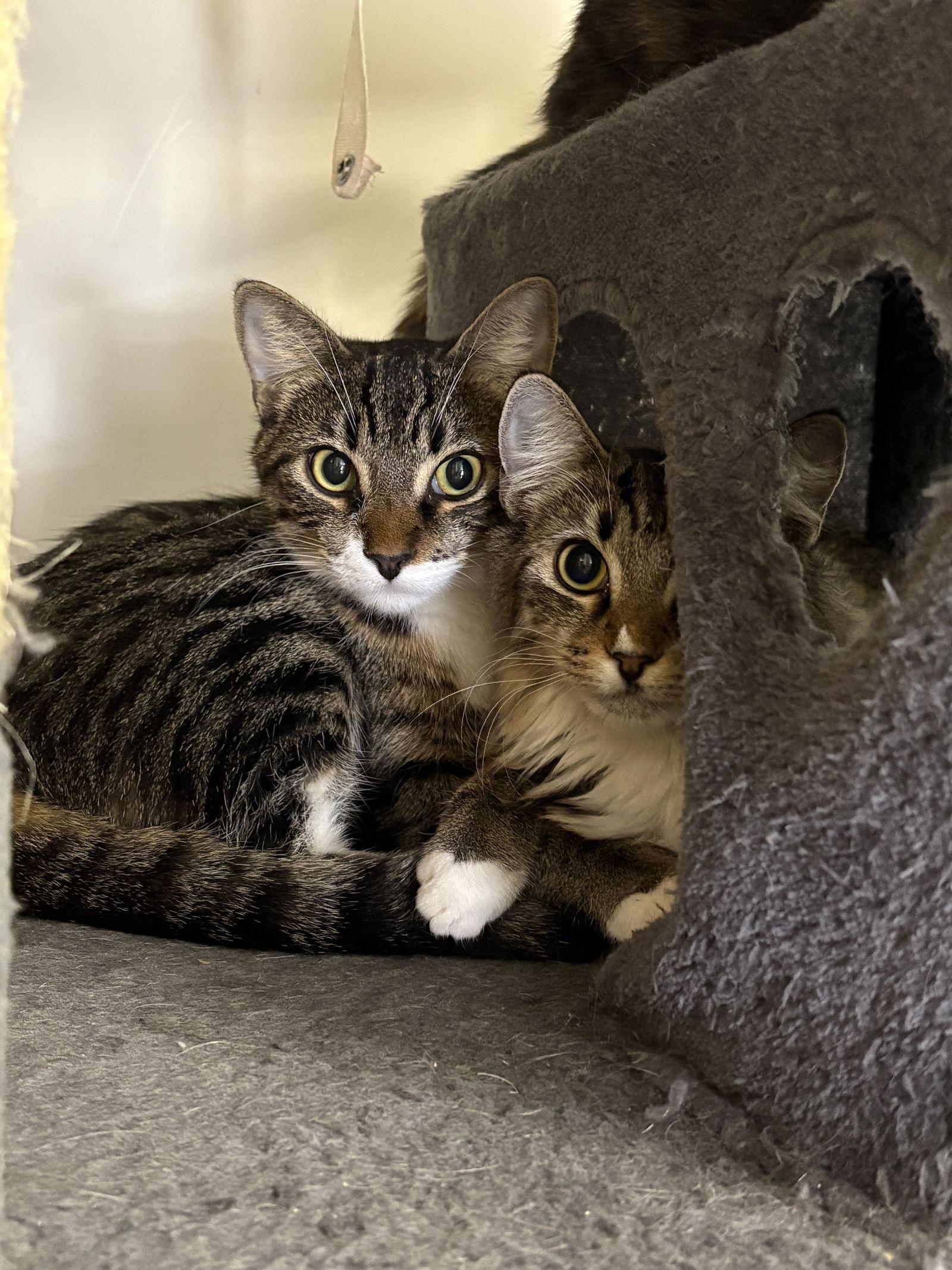 Curry, a Adoptable mixed breed in Phoenix, AZ image 2/3