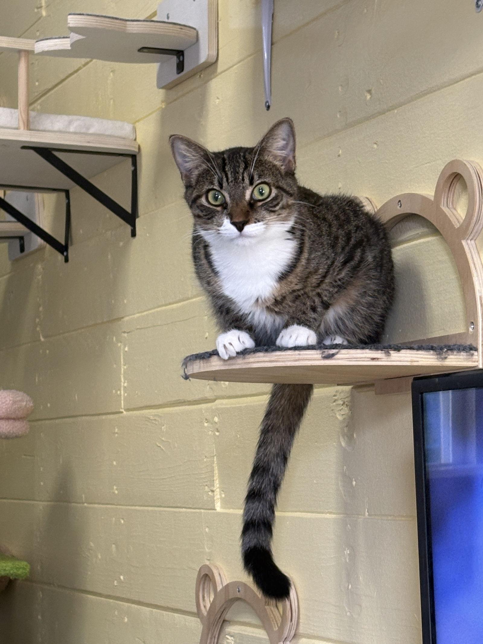 Curry, a Adoptable Domestic Short Hair in Phoenix, AZ image 2/3