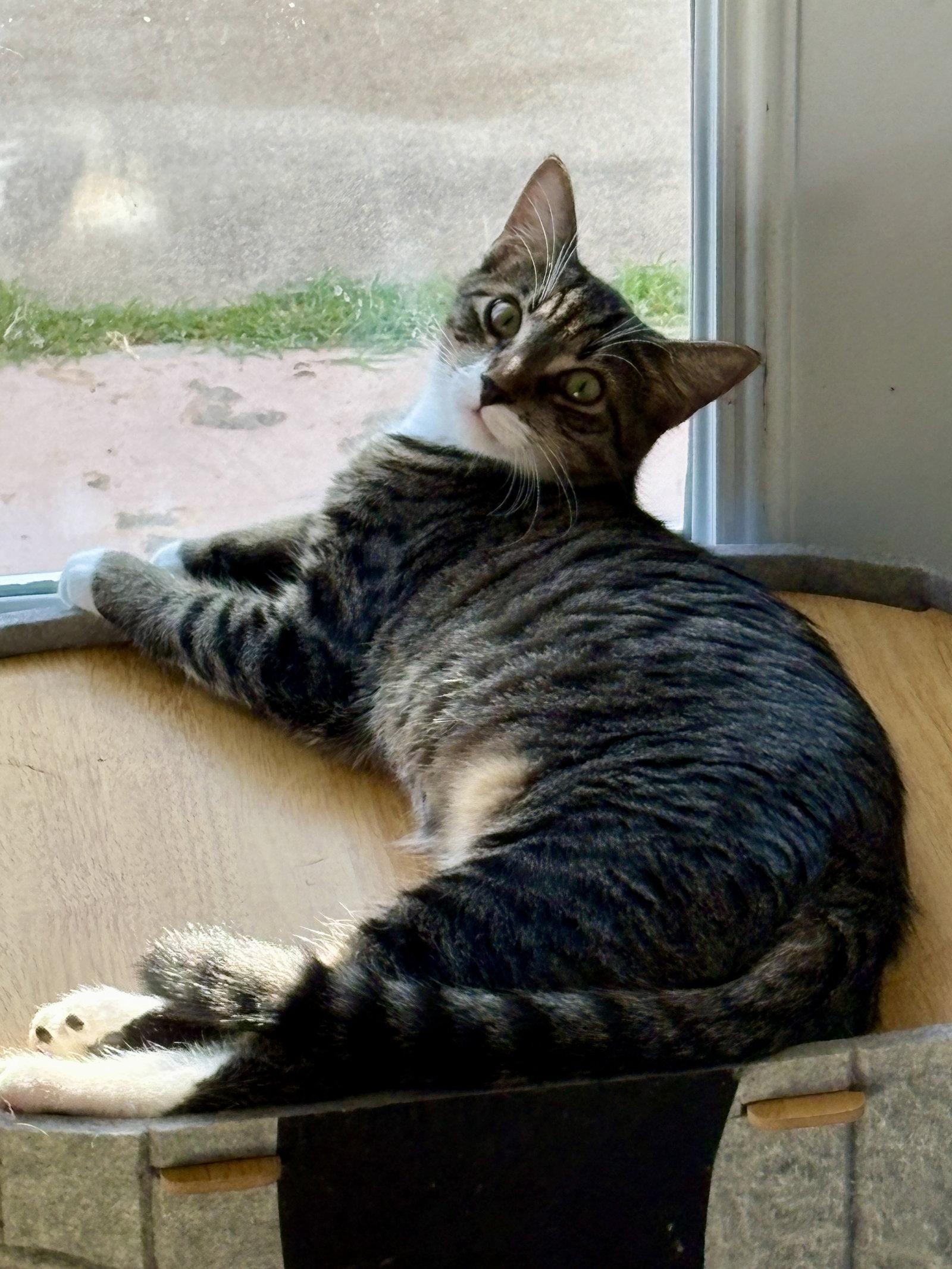 Curry, Adoptable, Young Male Tabby & Domestic Short Hair.