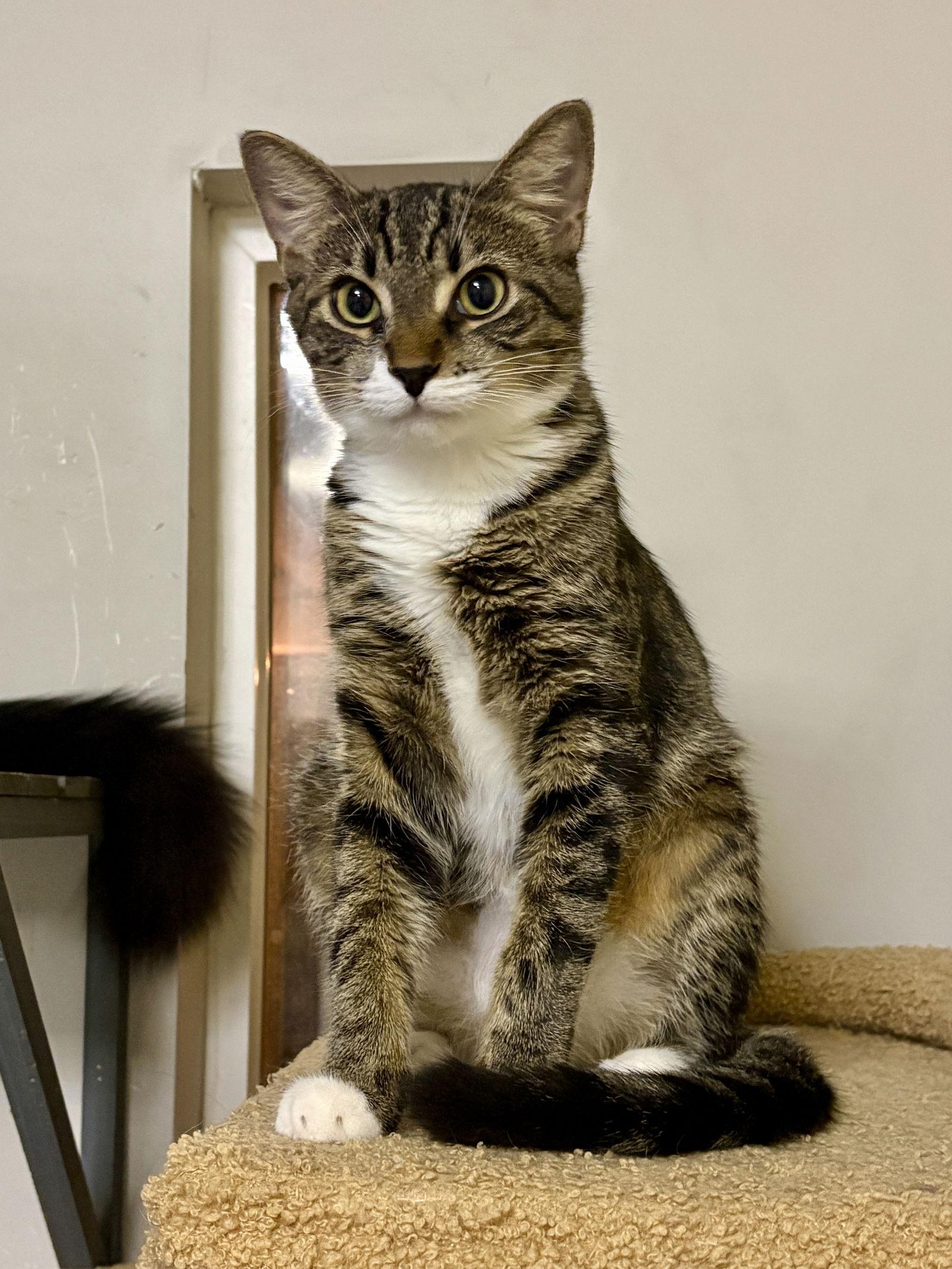 Curry, a Adoptable Domestic Short Hair in Phoenix, AZ image 3/3