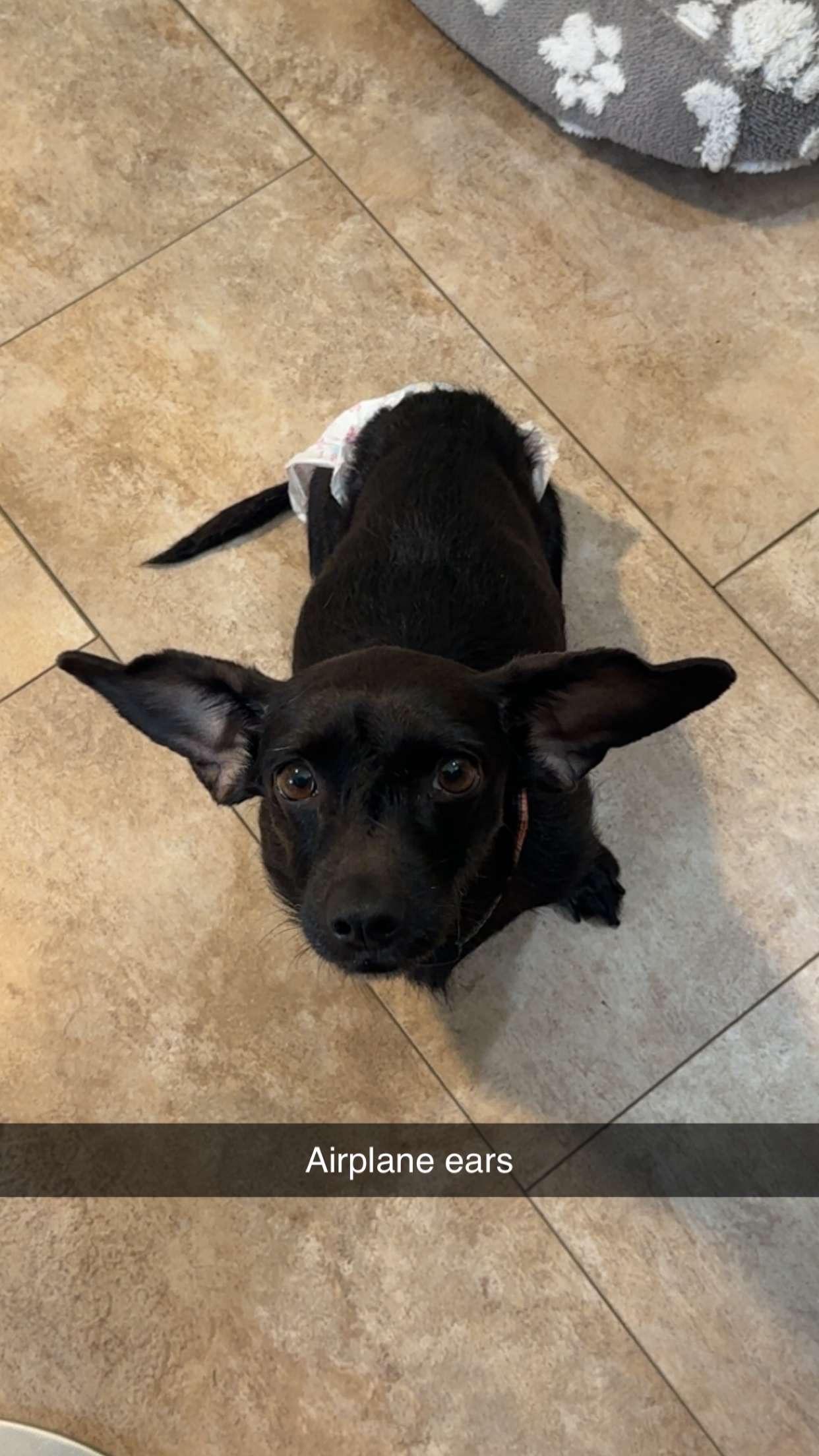 Callie, ADOPTABLE, Adult Female Dachshund.