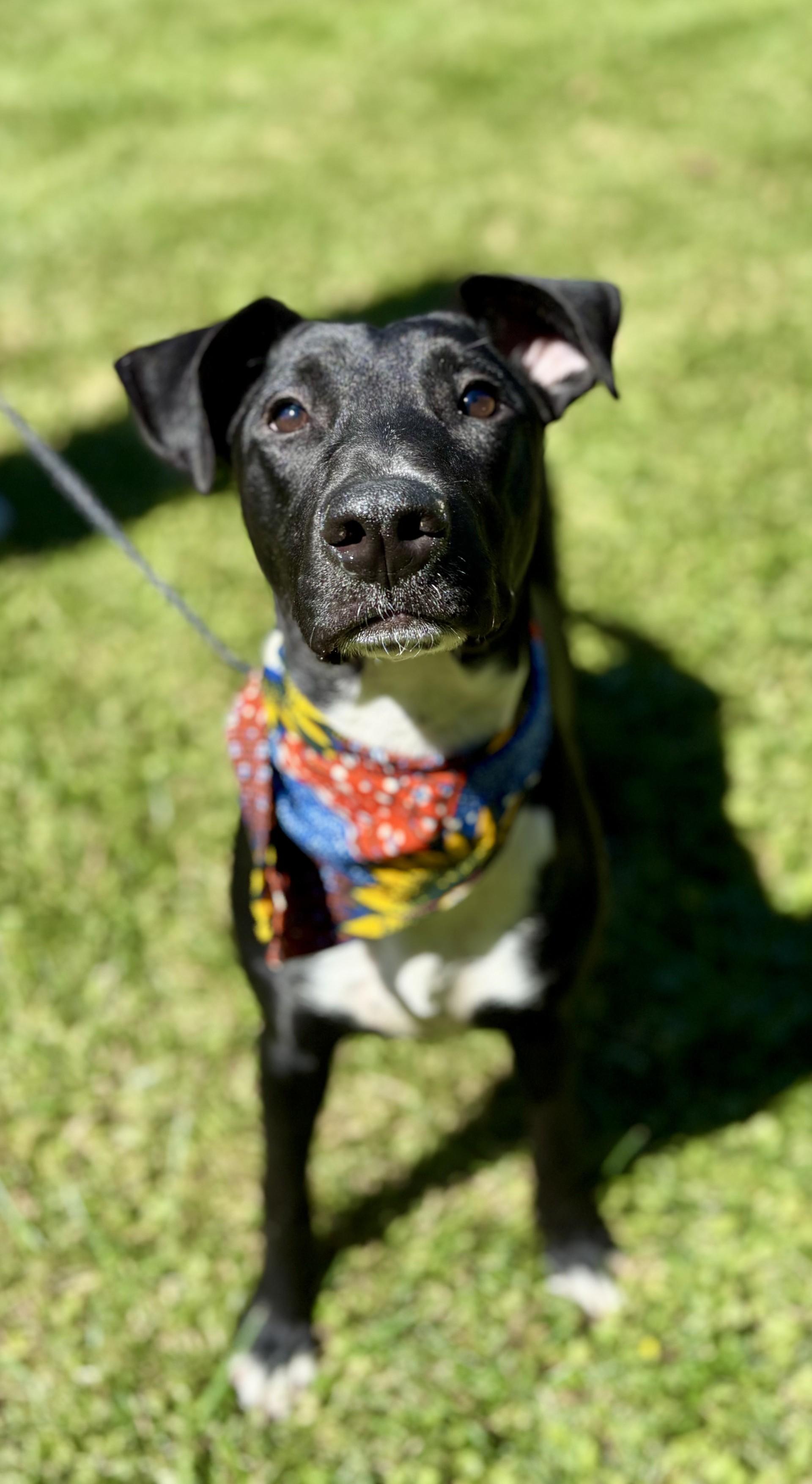 Kali