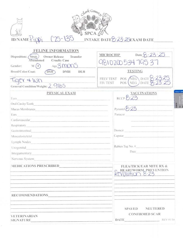 Pippi, Adoptable, Young Female Domestic Short Hair.