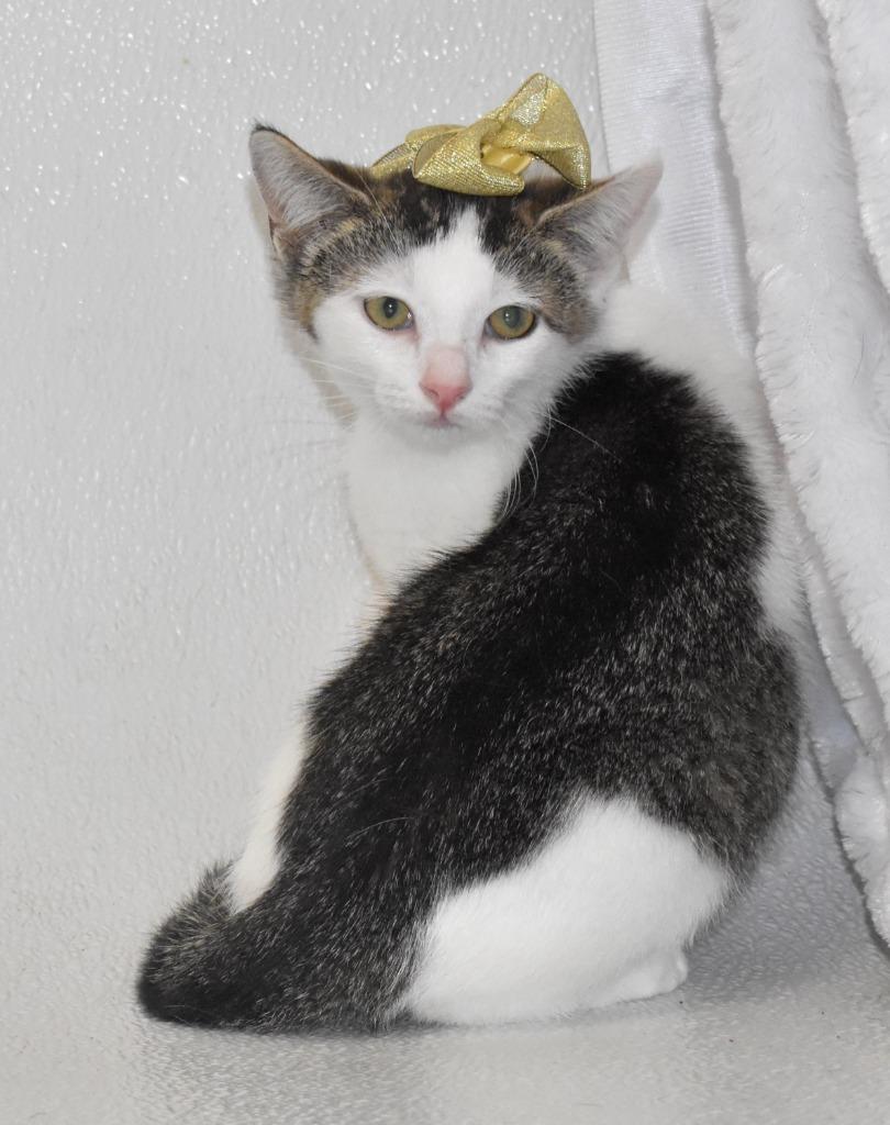 Enlarge Pippi, a Adoptable mixed breed in Springfield, OH image 2/3