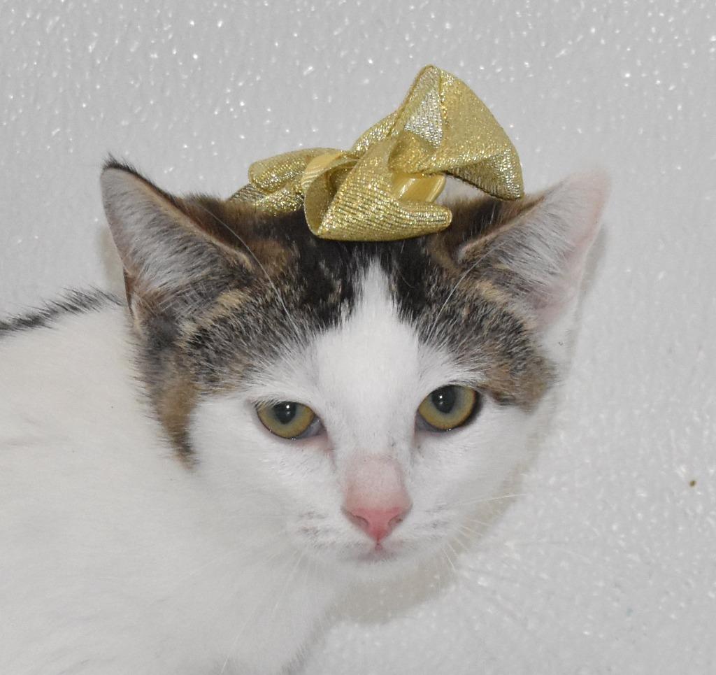 Enlarge Pippi, a Adoptable mixed breed in Springfield, OH image 3/3