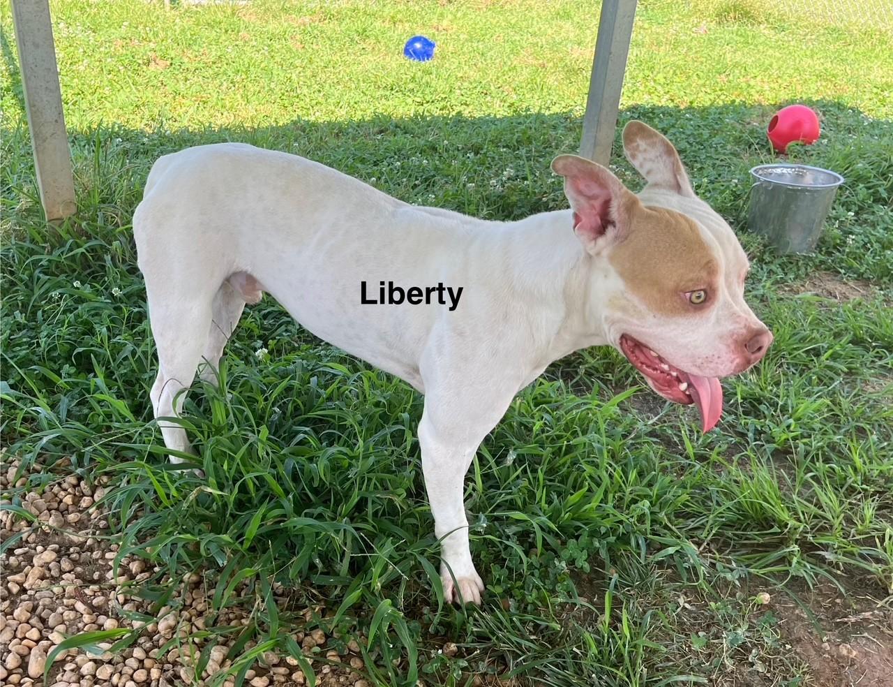 Enlarge Liberty, a Adoptable mixed breed in Newberry, SC image 1/4