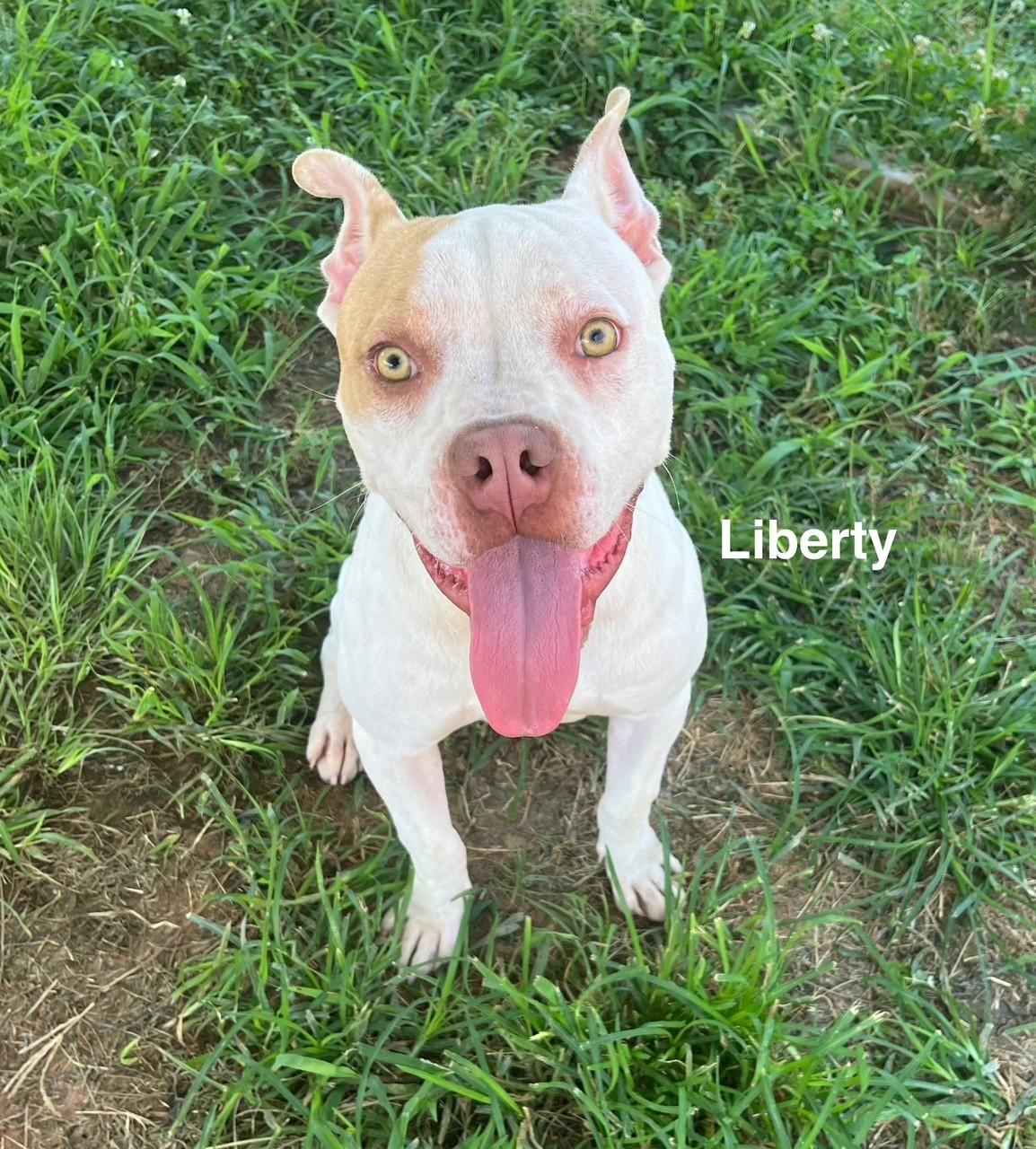 Enlarge Liberty, a Adoptable mixed breed in Newberry, SC image 2/4