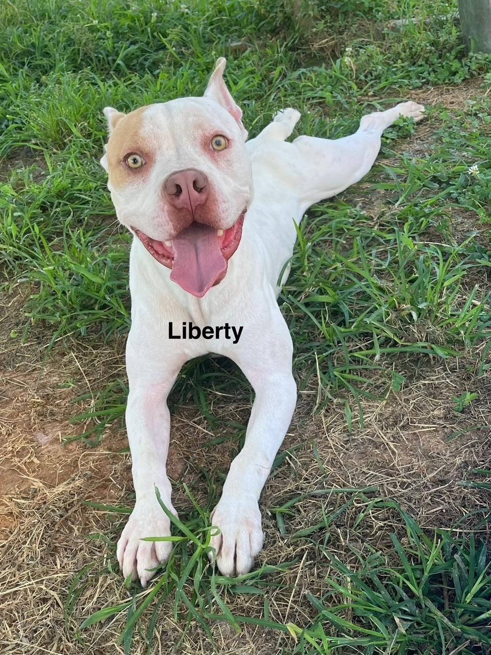 Enlarge Liberty, a Adoptable mixed breed in Newberry, SC image 3/4