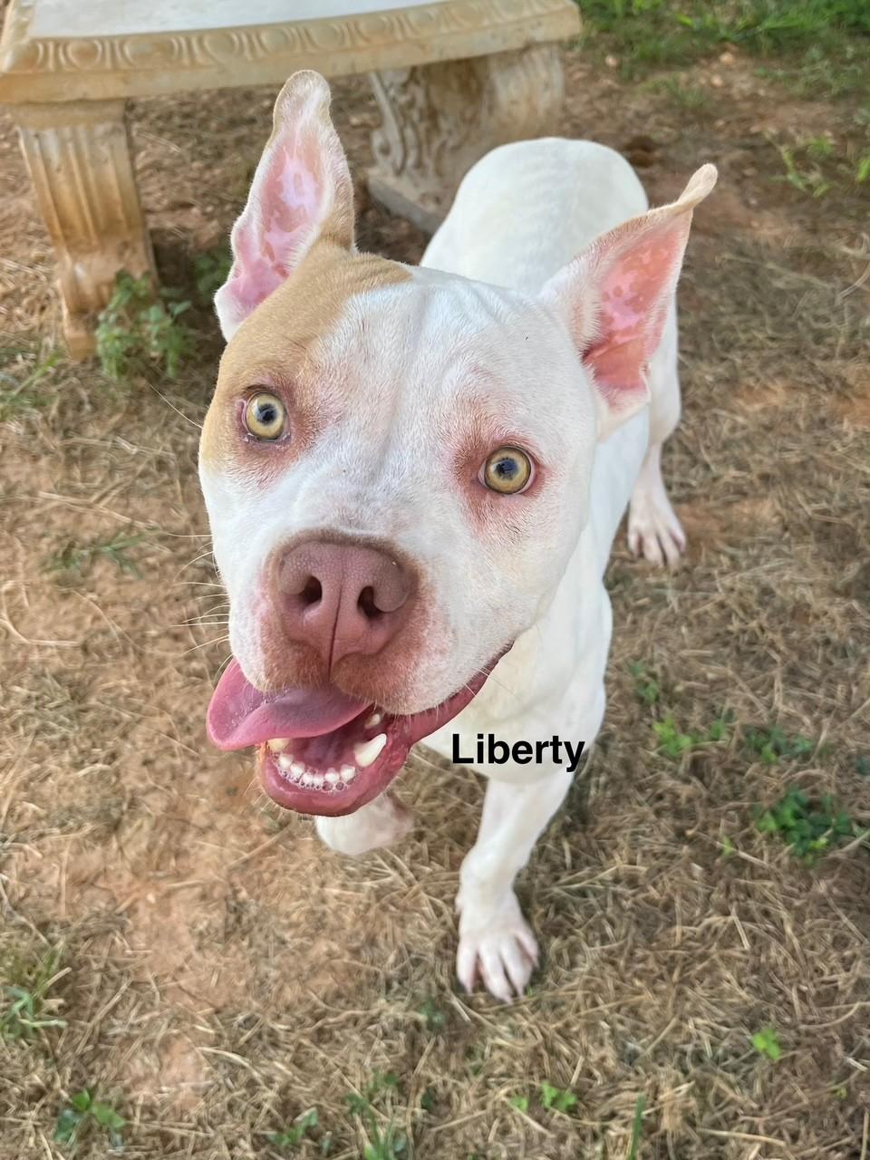 Enlarge Liberty, a Adoptable mixed breed in Newberry, SC image 4/4
