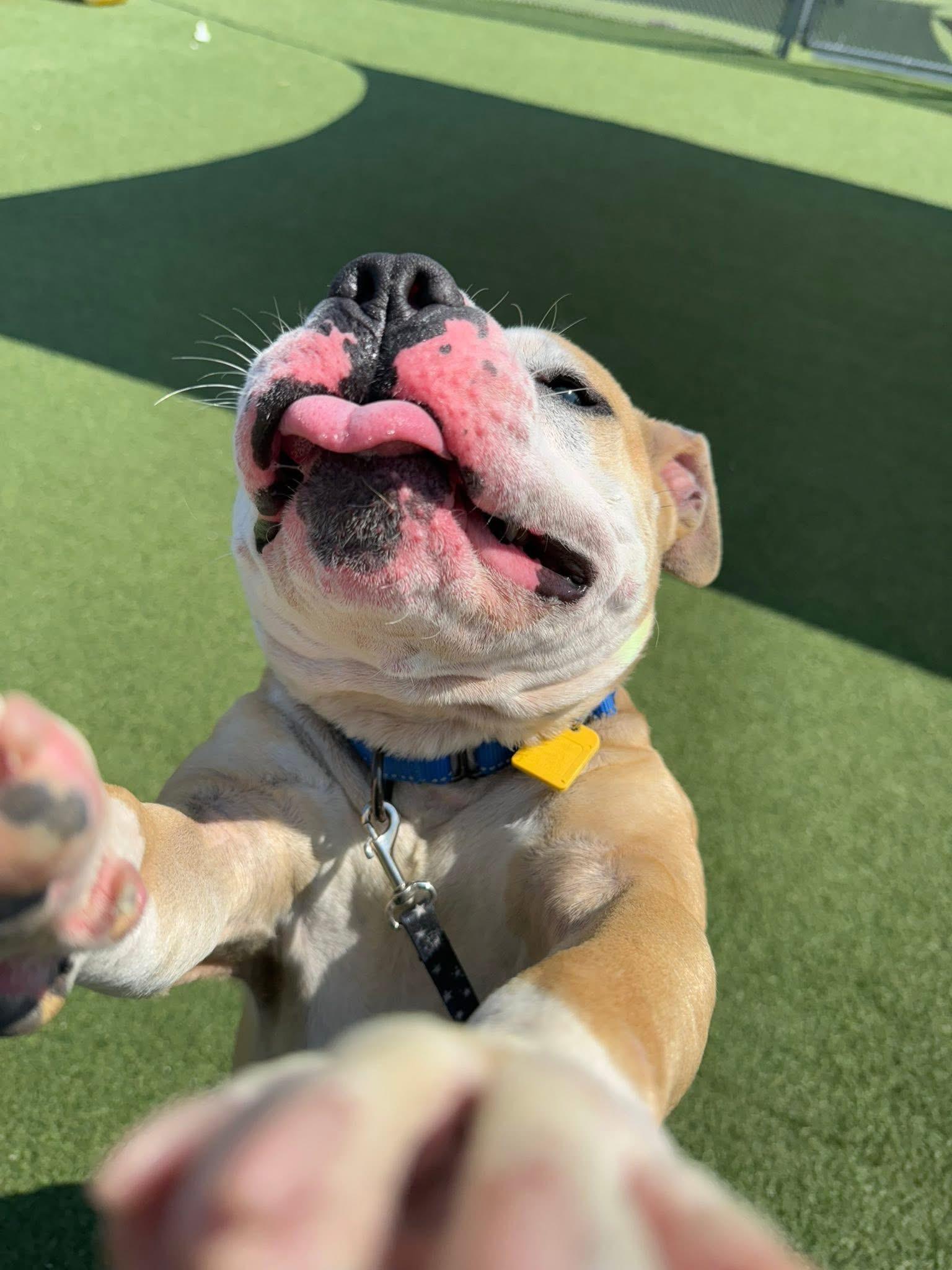 Porkchop