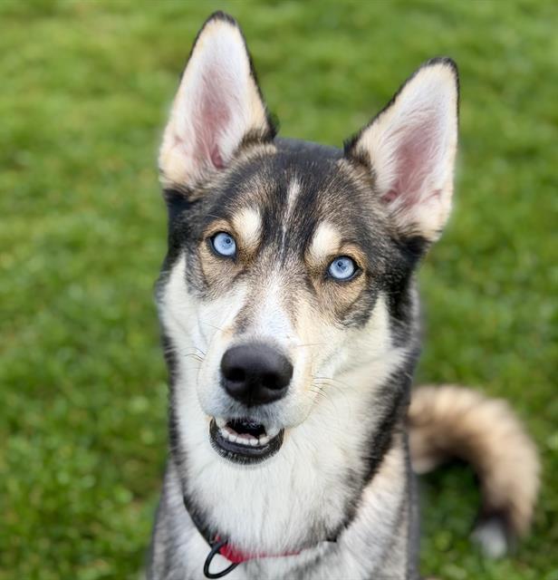 CONCHO, Adoptable, Young Female Husky.