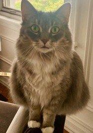 Willow, Adult Female unknown