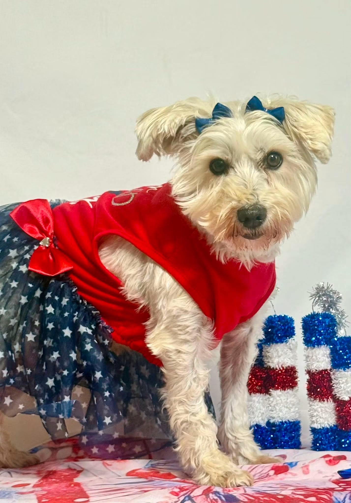 Matilda, ADOPTABLE, Adult Female Miniature Schnauzer.