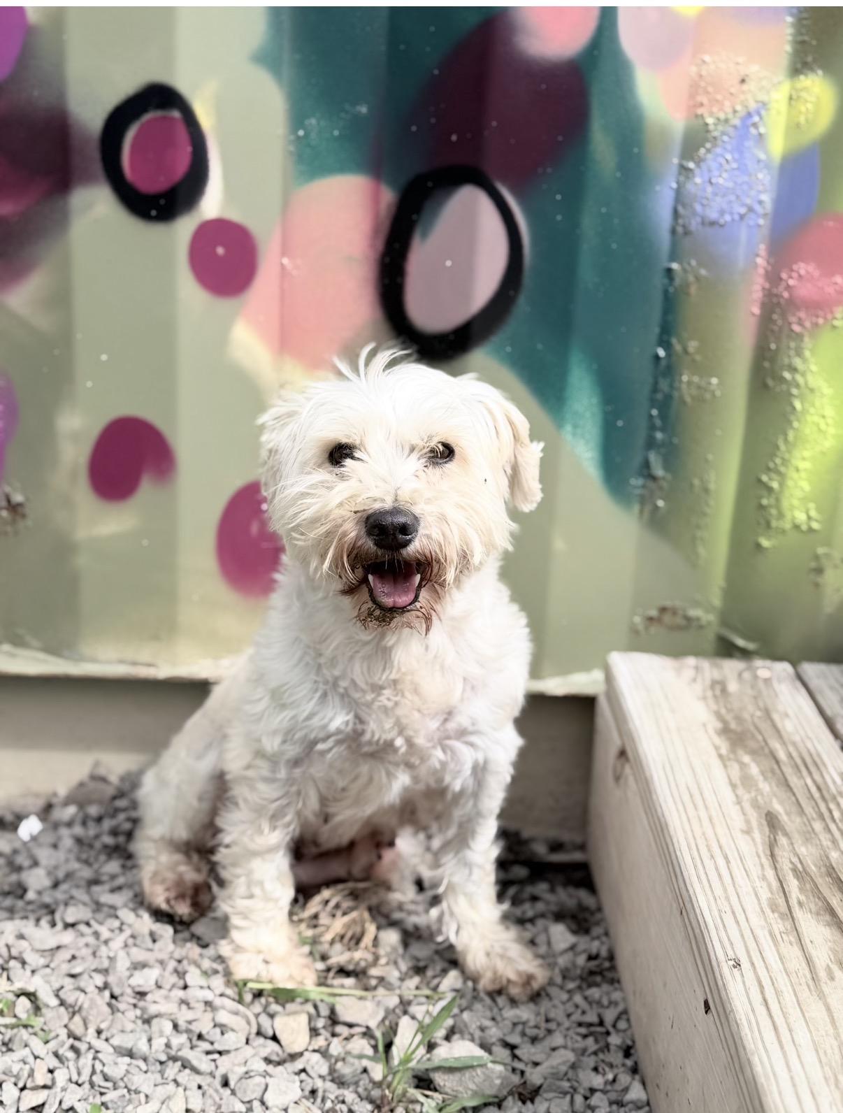 Matilda, ADOPTABLE, Adult Female Miniature Schnauzer.