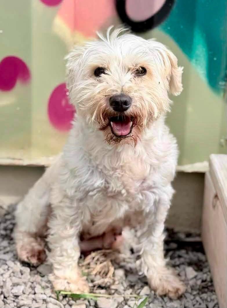 Matilda, a ADOPTABLE Miniature Schnauzer in New Stanton, PA image 2/2