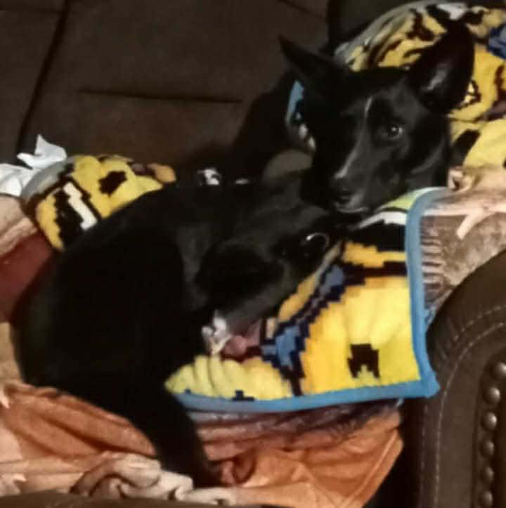 Enlarge Courtesy listing - Zeke, a ADOPTABLE mixed breed in Bend, OR image 2/3