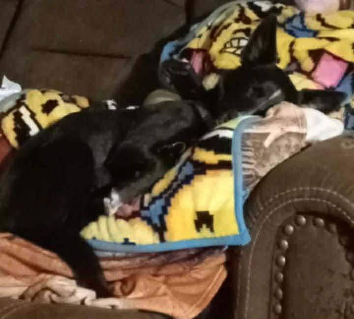 Enlarge Courtesy listing - Zeke, a ADOPTABLE mixed breed in Bend, OR image 3/3