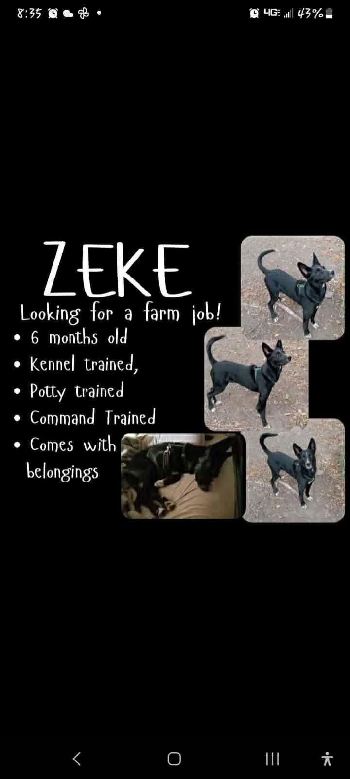 Enlarge Courtesy listing - Zeke, a ADOPTABLE mixed breed in Bend, OR image 1/3