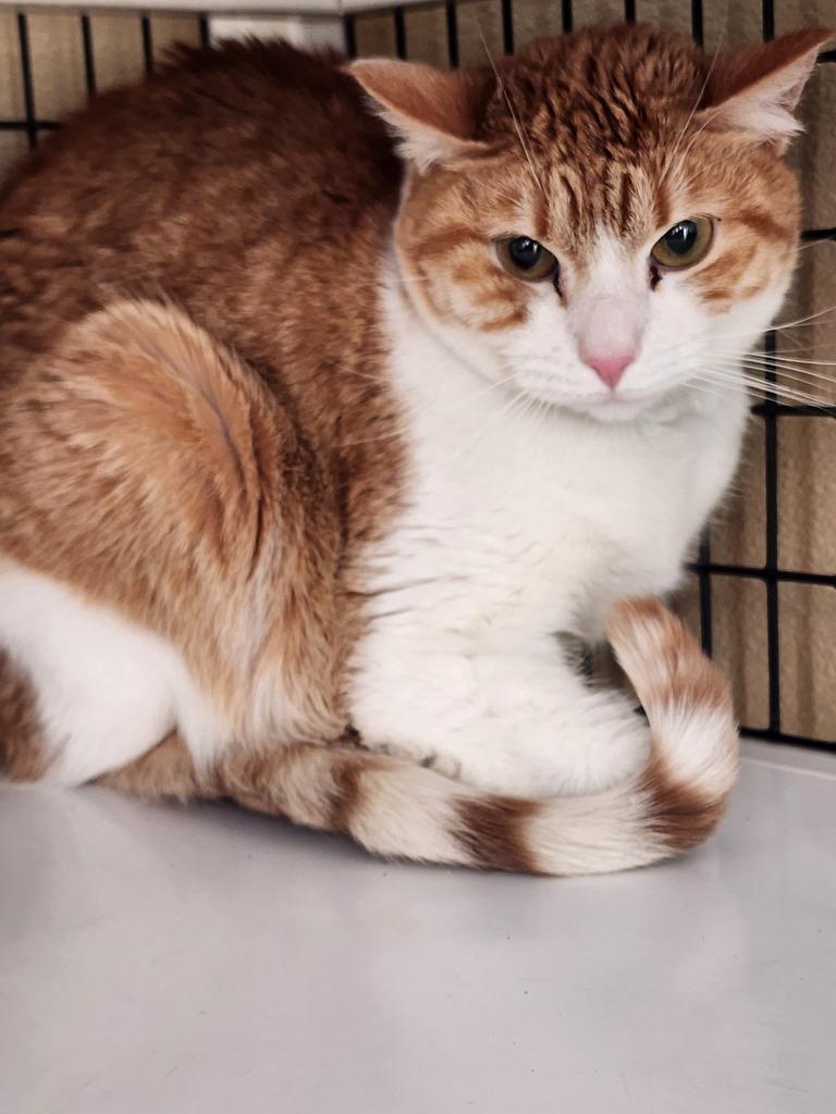 Jinx, a Adoptable mixed breed in Green River, WY image 1/3