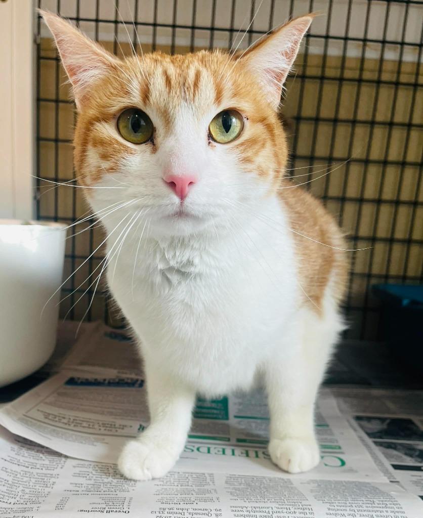 Jinx, a Adoptable mixed breed in Green River, WY image 2/3