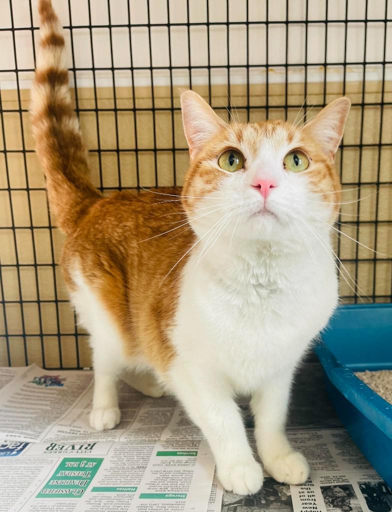 Jinx, a Adoptable mixed breed in Green River, WY image 3/3